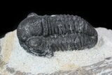 Bargain, Gerastos Trilobite Fossil - Morocco #57611-1